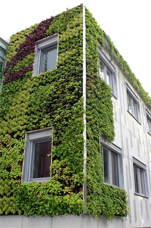 Grüne Fassade am Zubau des Weizer Stadtamts